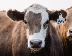 Steer in a Feedlot